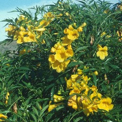 Tecoma stans angustata