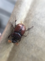 Eucanthus lazarus