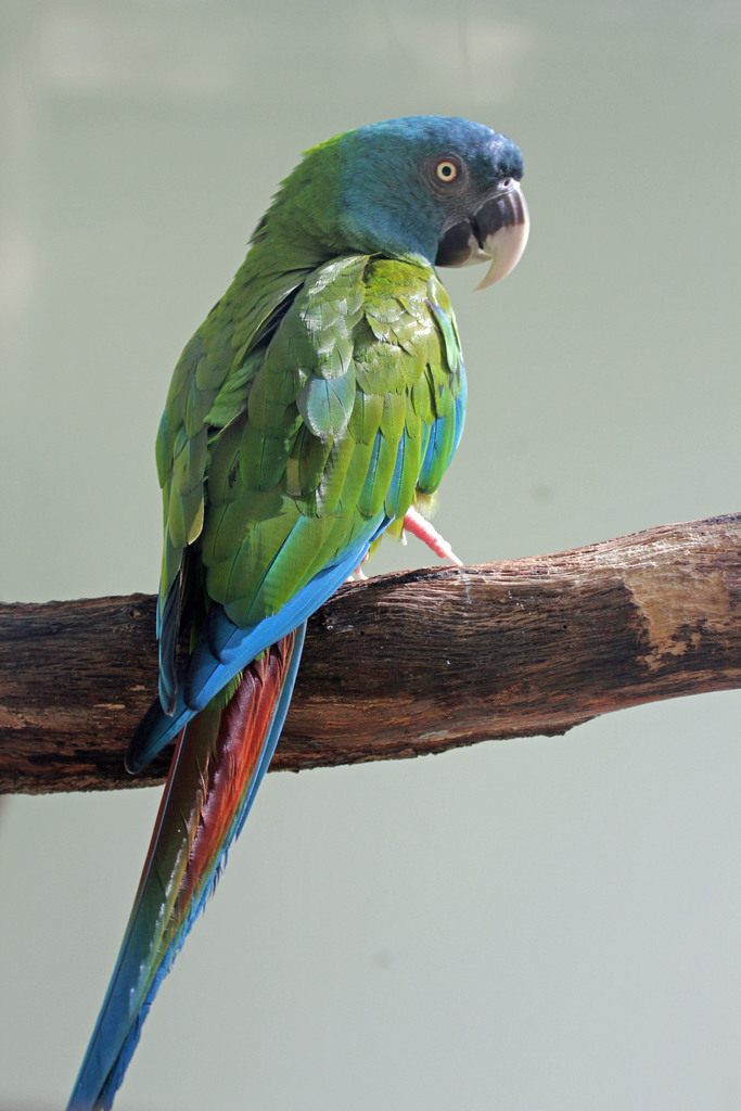 Blue-headed Macaw (Birds of Tambopata) · iNaturalist Mexico