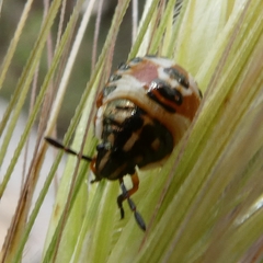 Codophila varia