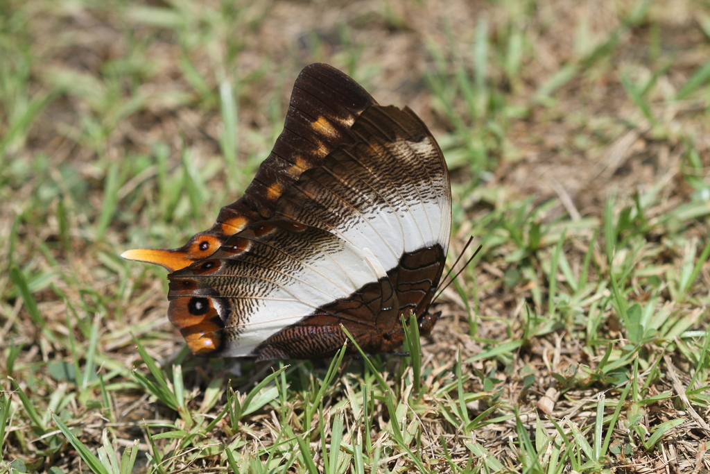 Violet-banded Palla