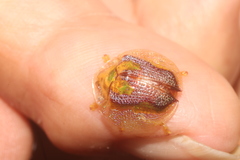 Coptocycla dorsopunctata