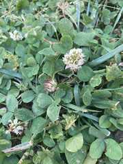 Trifolium repens