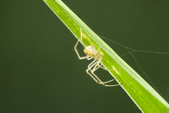 Chrysso lingchuanensis