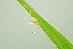 Chrysso lingchuanensis