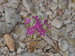Zeltnera beyrichii
