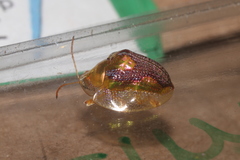 Coptocycla dorsopunctata