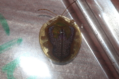 Coptocycla dorsopunctata