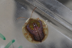 Coptocycla dorsopunctata