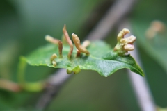 Eriophyes cerasicrumena