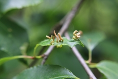 Eriophyes cerasicrumena