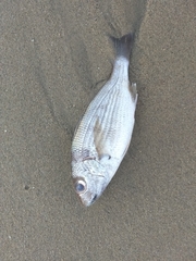 Yellowstripe Grunt photo 4