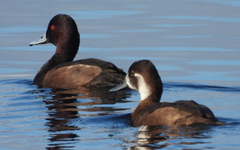 Netta erythrophthalma