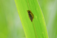 Lophops carinata