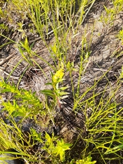 Lysimachia terrestris