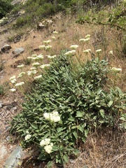 Eriogonum compositum