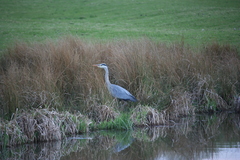 Ardea cinerea
