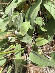 Eriogonum compositum