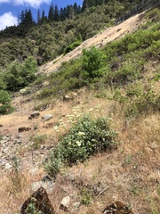 Eriogonum compositum