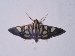 Glyphodes terealis