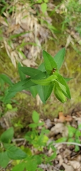 Philodromus marxi