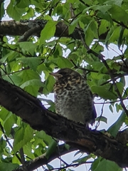 Turdus pilaris