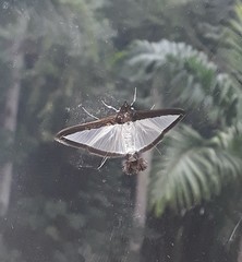 Diaphania
