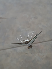 Diaphania
