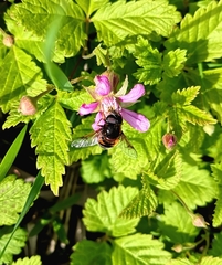 Eristalis cryptarum
