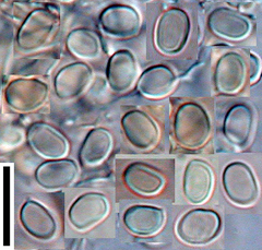 Lyomyces sambuci
