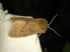 Phragmatobia assimilans