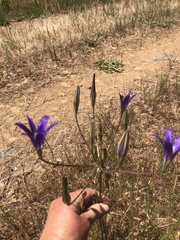 Brodiaea coronaria
