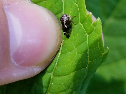 Ophiderma salamandra photo 4