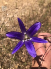 Brodiaea coronaria