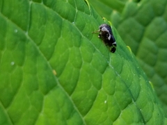 Ophiderma salamandra