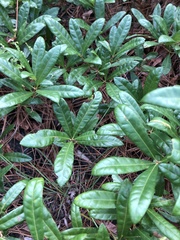 Quercus pumila