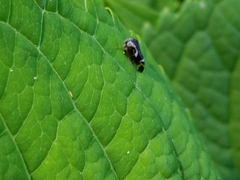 Ophiderma salamandra