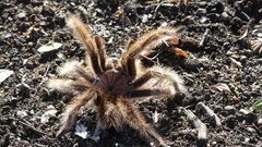 Grammostola rosea