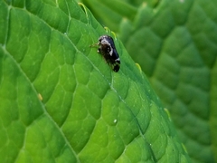 Ophiderma salamandra