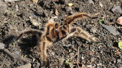 Grammostola rosea