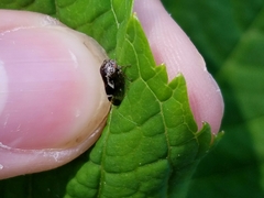 Ophiderma salamandra