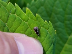 Ophiderma salamandra