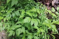 Xanthorhiza simplicissima