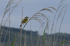 Motacilla flava iberiae