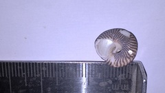 Steromphala cineraria