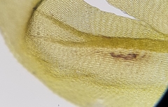 Cirriphyllum crassinervium