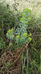 Euphorbia portlandica