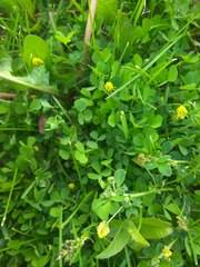 Medicago lupulina