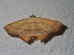 Nicevillea epiplemoides