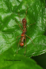 Myrmaplata plataleoides